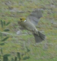 Ptilotula penicillata