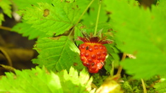 Rubus ursinus