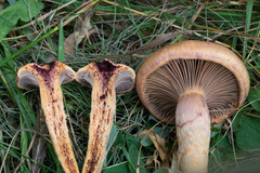 Chroogomphus rutilus