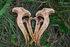 Chroogomphus rutilus