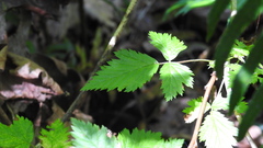Rubus ursinus