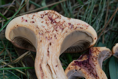 Chroogomphus rutilus