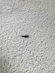 Archaeognatha