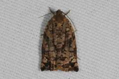 Archips oporana