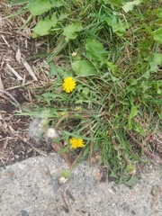 Taraxacum erythrospermum