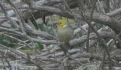 Ptilotula penicillata