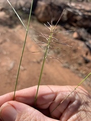 Aristida caput-medusae