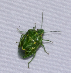 Banasa euchlora