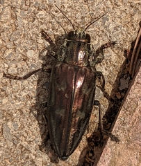 Chalcophora mariana massiliensis