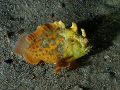 Phyllophryne scortea