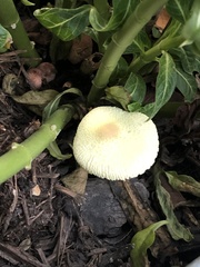 Leucocoprinus