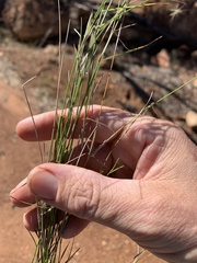 Aristida caput-medusae