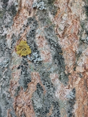 Lecidella elaeochroma