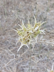 Scolymus maculatus