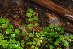 Nasturtium officinale