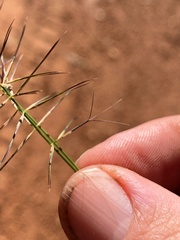 Aristida caput-medusae