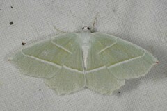 Campaea margaritaria