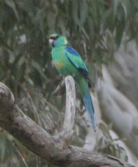Barnardius zonarius