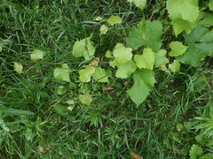 Vitis labrusca