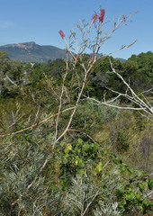 Grevillea banksii
