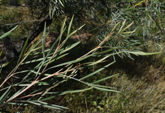 Grevillea banksii