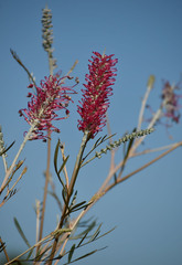 Grevillea banksii