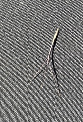 Aristida caput-medusae