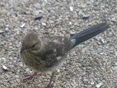 Pipilo erythrophthalmus