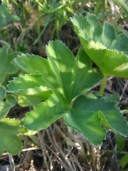 Alchemilla