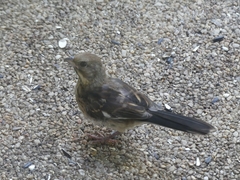 Pipilo erythrophthalmus