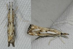 Catoptria falsella
