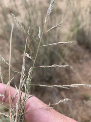 Eragrostis microcarpa