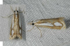 Catoptria mytilella
