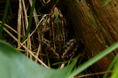 Lithobates