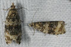 Syricoris lacunana