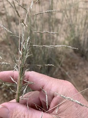 Eragrostis microcarpa