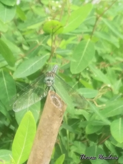Pachydiplax longipennis