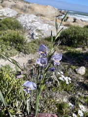 Gladiolus carinatus