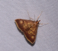 Pyrausta acrionalis