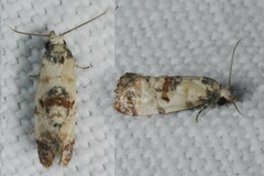 Neocochylis hybridella