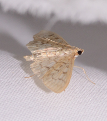 Herpetogramma