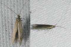 Coleophora