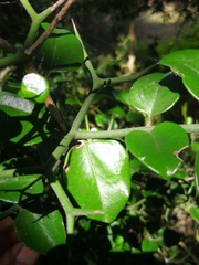 Carissa bispinosa