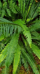 Struthiopteris spicant