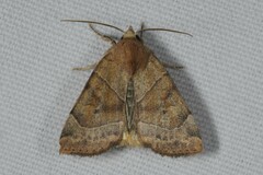 Cosmia trapezina