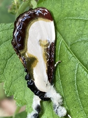 Eudryas grata