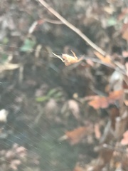 Uloborus