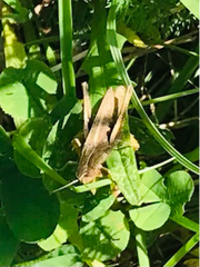 Chorthippus dorsatus