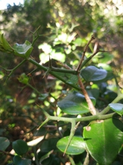 Carissa bispinosa