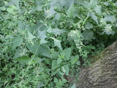 Chenopodiastrum hybridum